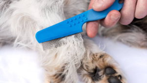 Hundefloh, Flöhe beim Hund
