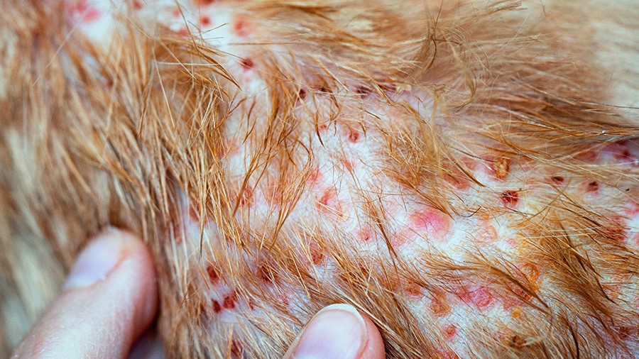 Hundefloh Allergie