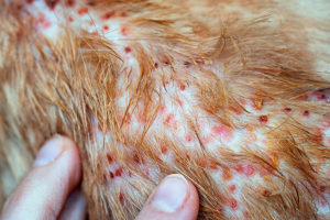Hundefloh Allergie