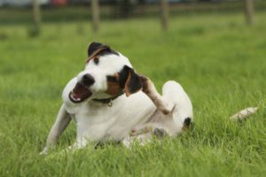 Itchy dog
